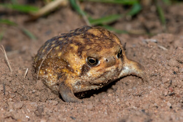 Bushveld rain frog (Breviceps adspersus)