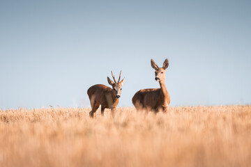 Roe deer, capreolus capreolus male and female during rut in warm sunny days in the grain,wild nature in Slovakia, useful for magazines,articles