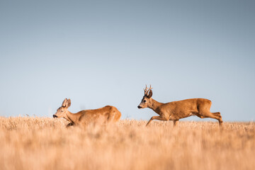 Roe deer, capreolus capreolus male and female during rut in warm sunny days in the grain,wild nature in Slovakia, useful for magazines,articles