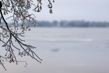 Frost covered trees in city