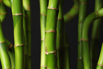 Fototapeta na wymiar Fresh bamboo stems on dark background, closeup