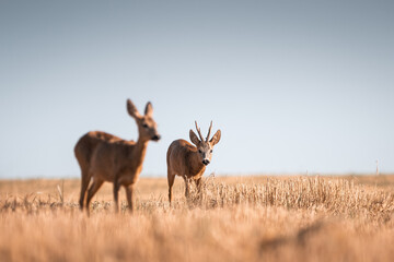 Roe deer, capreolus capreolus male and female during rut in warm sunny days in the grain,wild...