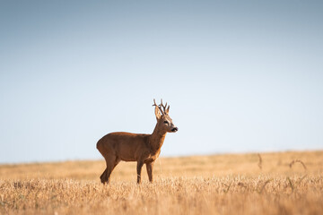 Roe deer, capreolus capreolus male during rut in warm sunny days in the grain,wild nature in Slovakia, useful for magazines,articles