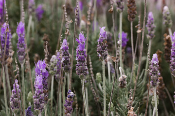 Lavender flowers growing in summer field in Provence, France. Blooming scented plants, flowers in natural light close up. Gardening, horticulture concept. Producing cosmetics, fragrance oils, perfumes