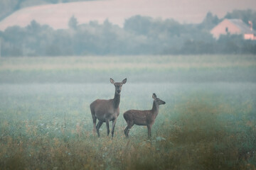  Female and young Red deer, cervus elaphus hidden in the  summer morning fog near the vilage, useful for magazines,articles and hunting papers