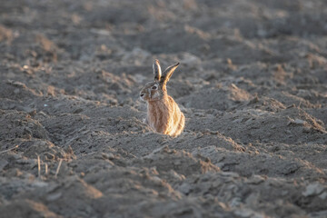 Zając © WildLife#1