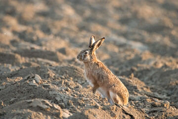 Zając © WildLife#1