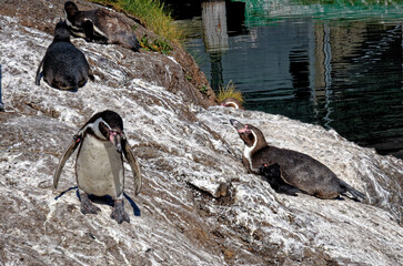 Penguins in Alesund Aquarium - Norway