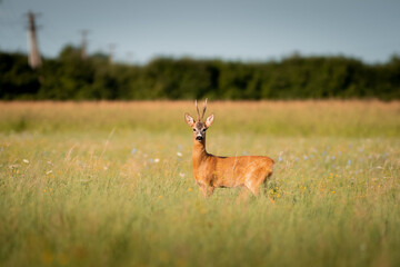 Roe deer, capreolus capreolus male during rut in warm sunny days in the grain,wild nature in Slovakia, useful for magazines,articles