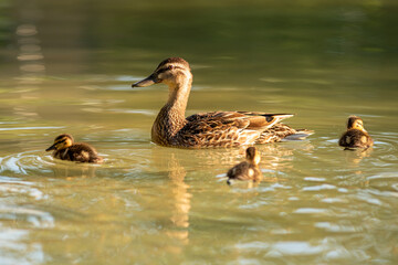 młode dzikie kaczki pływają po stawie w parku