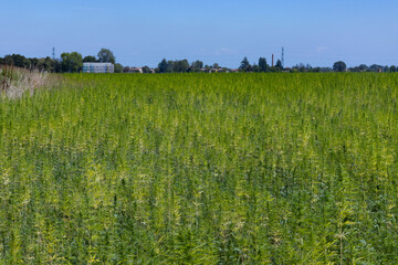 Fototapeta na wymiar Industrial marijuana or cannabis plantation, Parma, Italy
