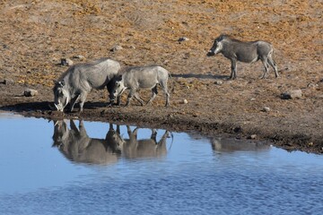 Warzenschweine (Phacochoerus africanus) auf dem Weg ans Wasserloch Chudop im Etoscha Nationalpark in Namibia.