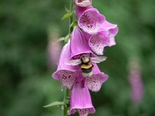 red foxglove close-up at summer in thuringia