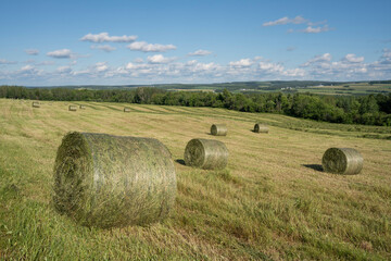 Bales of hay in a beautiful countryside field on a sunny summer afternoon. Freshly pressed. 