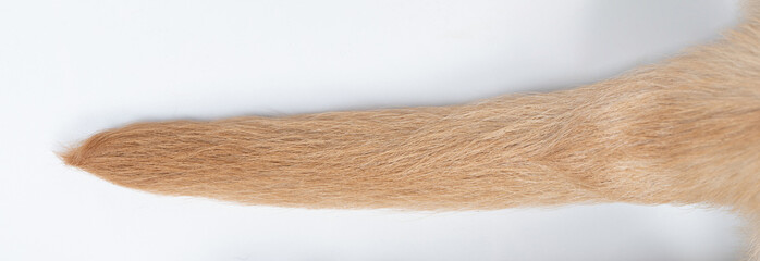 Brown color straight dog tail