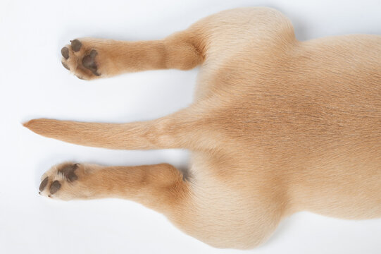 Paw and tail of brown dog