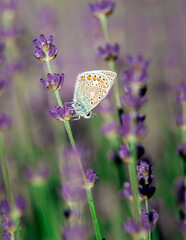 piękny motyl w kropki na kwiatach lawendy - obrazy, fototapety, plakaty