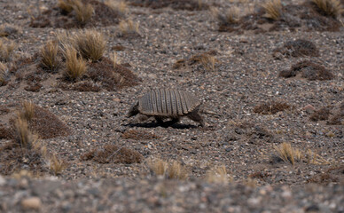 Carpincho patagonia