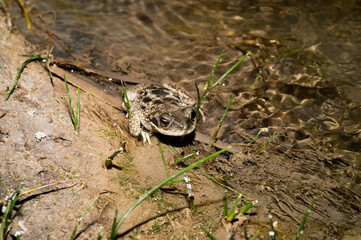 Chilian Frog Four-Eyes on Atacama 