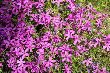 Fototapeta premium Pink blooming carpet phlox in spring, Sweden