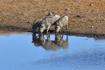 Warzenschweine (Phacochoerus africanus) am Wasserloch Chudop im Etoscha Nationalpark in Namibia. 