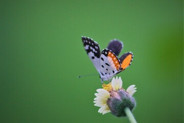 butterfly on flower
