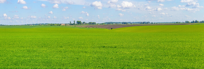 Wide green field and picturesque sky, spring or summer landscape with green grass in the field