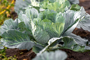 Aphids on cabbage. A head of cabbage with large leaves in the garden is affected by aphids