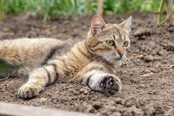 A tabby cat lies on the ground in a bed near tomato bushes