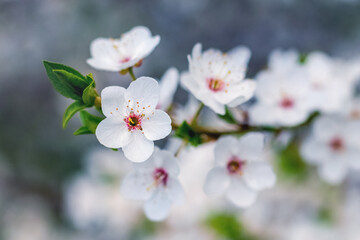 Cherry plum branch with white flowers on a blurred background
