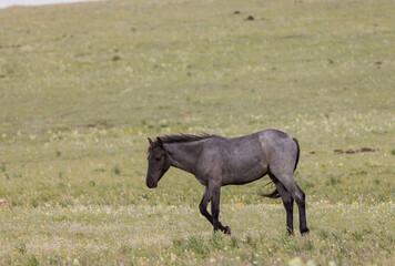 Fototapeta na wymiar Beautiful Wild Horse in the Pryor Mountains Montana in Summer