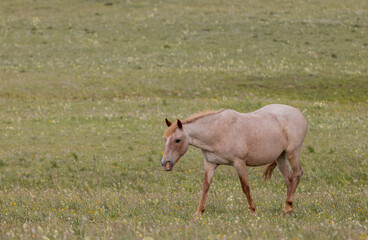 Naklejka na ściany i meble Beautiful Wild Horse in the Pryor Mountains Montana in Summer
