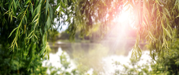 Fototapeta premium Willow branches hang over the river in sunlight during sunset