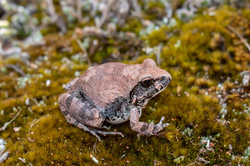 Natal sand frog (Tomopterna natalensis) 
