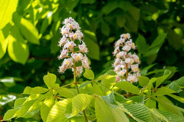 Chestnut with white flowers in sunny weather close up. Chestnut blossoms