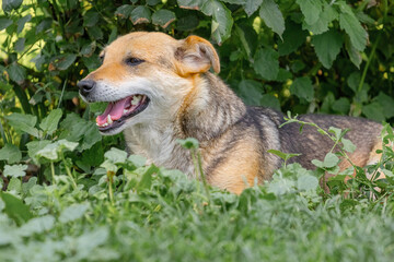A dog in the garden hides from the summer heat in the thickets