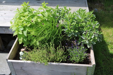 Mentha, Allium schoenoprasum, Salvia officinalis and Lavandula angustifolia herbs in a raised bed, Sweden - 562238103