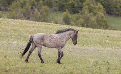 Beautiful Wild Horse in the Pryor Mountains Montana in Summer