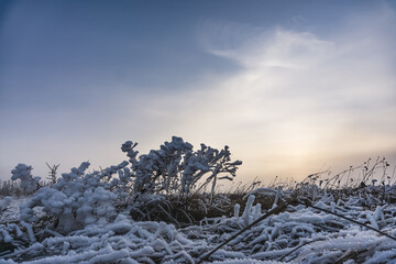 Iced branches of a tall grass plant in winter at sunset against a blue sky, a shrub covered with a layer of snow and ice in December in a winter field