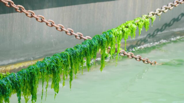 Long rusty chains covered with green algal blooming caused by stagnation above contaminated Venetian waterways Venice Italy