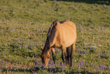 Beautiful Wild Horse in the Pryor Mountains Montana in Summer