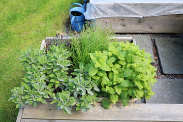 Herb garden with mint, thyme, chives, lavender and sage in raised beds in the garden, Sweden - 562239179
