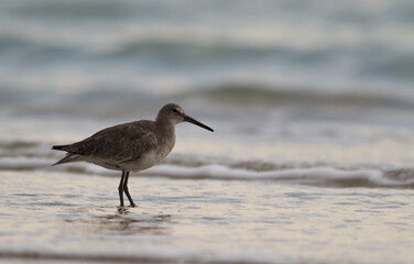 Shore Bird in Waves