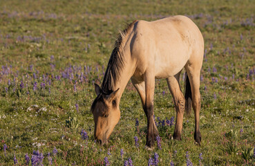 Beautiful Wild Horse in the Pryor Mountains Montana in Summer