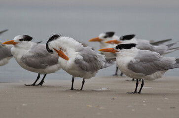 Flock of Terns on beach