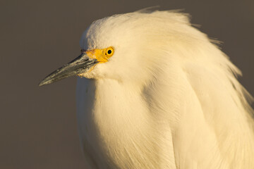 Snowy Egret Portrait 