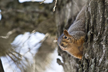 Naklejka na ściany i meble Brown Squirrel Peering Down From Tree