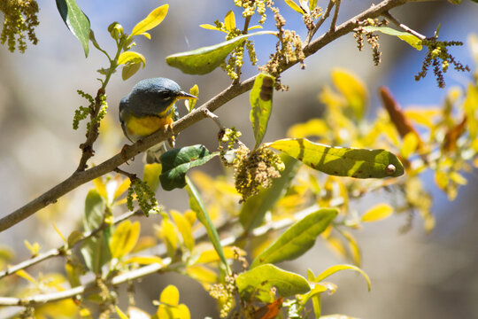Northern Parula