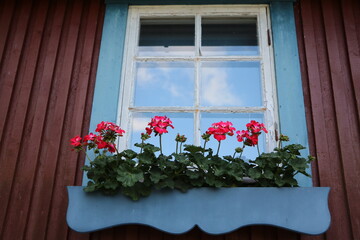Pelargonium cucullatum in flower box in front of window, Sweden
