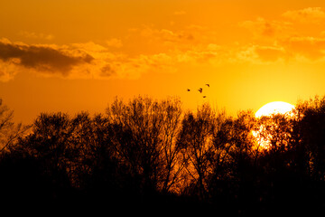 Sunset Flight